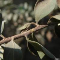 Leucophyllum frutescens (Berland.) I.M.Johnst.